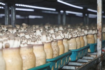 學有所獲、學有所用!"鄉(xiāng)村振興&middot;網(wǎng)信助農"助力網(wǎng)信新農人活動第一期&middot;西海岸新區(qū)專場圓滿收官