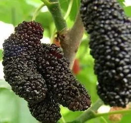 端午小長假怎么玩,怎么避堵 青島最全過節(jié)攻略在此