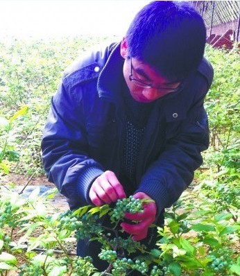 青島藍莓月底上市130元1斤 藍莓冰酒貴過茅臺【圖】